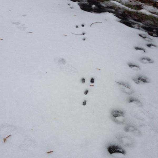 Winter Wildlife Tracking Series - Twin Cities Gateway