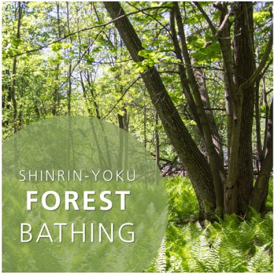 Shinrin-Yoku Forest Bathing